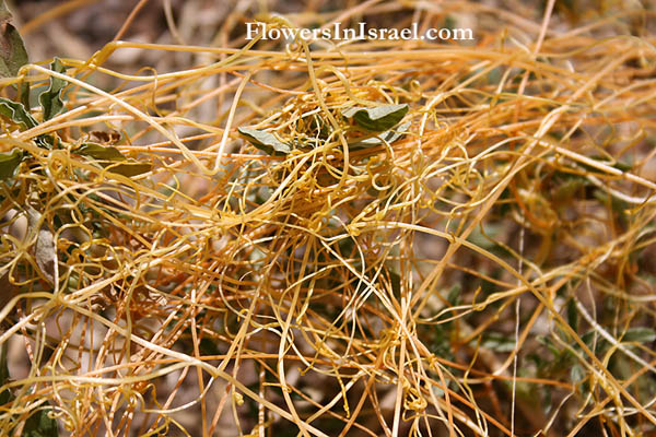 Israel flowers, Cuscuta campestris, Field Dodder, כשות השדות