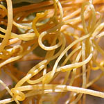 Cuscuta campestris, Israel, Yellow colored flowers