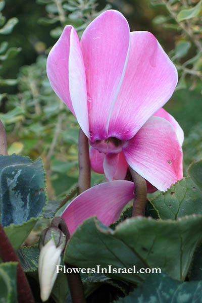 Vilda blommor i Israel