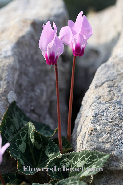 Israel Bloemen, Natuur