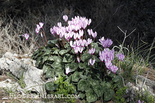 Cyclamen persicum, Persian Cyclamen, רקפת מצויה  , سيكلامين