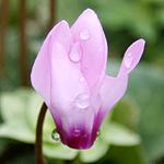 Cyclamen persicum, Israel wildflowers, Violet Flowers