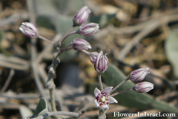 Cynanchum acutum, Montpellier scamony plant, Stranglevine, חנק מחודד