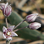 Cynara syriaca, ישראל, פרחי בר, פרחים וורודים