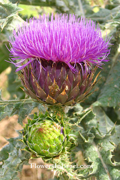 Cynara syriaca, Wild Artichoke, Syrian Wild Artichoke, حَرْشَف سوري; خُرْفَيْش الحَمير ,קנרס סורי