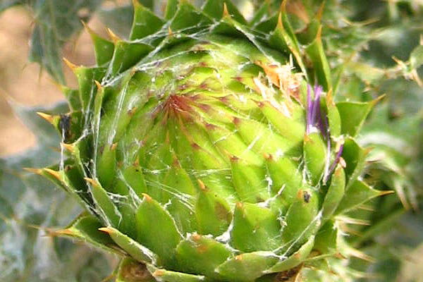 Cynara syriaca, Wild Artichoke, Syrian Wild Artichoke, حَرْشَف سوري; خُرْفَيْش الحَمير ,קנרס סורי