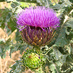 Cynara syriaca, Israel wildflowers, Violet Flowers