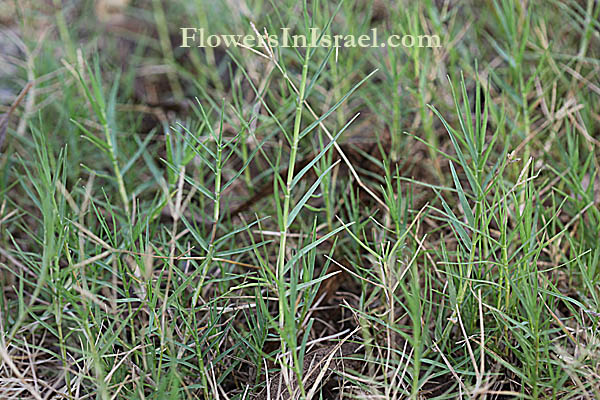 Cynodon dactylon, Bermuda Grass, Dubo, Dog's Tooth Grass, Bahama Grass, Devil's Grass, יבלית מצויה, نجيل