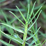 Cynodon dactylon, Israel, green flowers, wildflowers