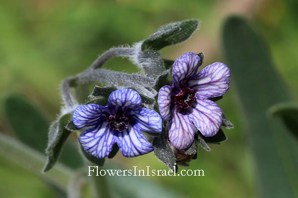 Cynoglossum creticum, Blue Hound's Tongue, לשון-כלב כרתית