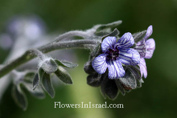 Flora of Israel online, Native plants, Palestine