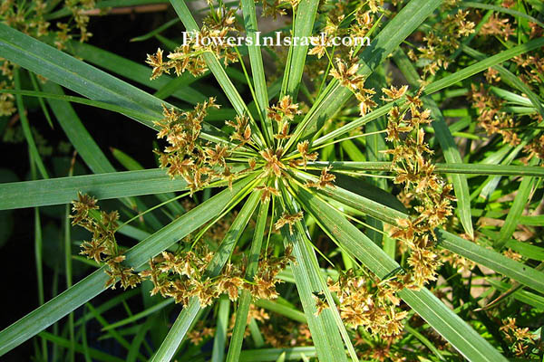 Israel Wildflowers, Cyperus alternifolius, Cyperus racemosus, Umbrella plant, גומא תרבותי,