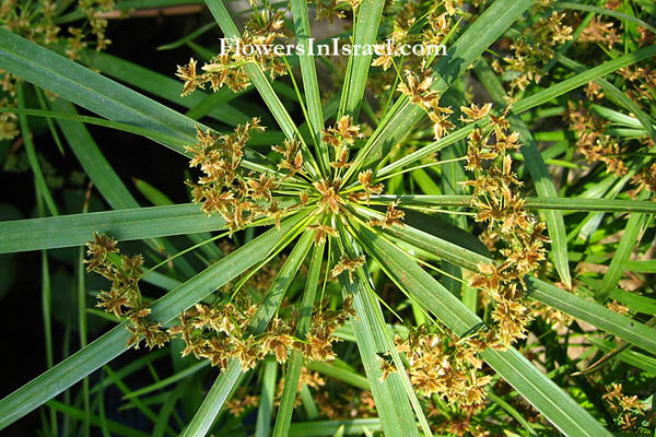 Cyperus alternifolius, Cyperus racemosus, Umbrella plant, السعد المظلي, גומא תרבותי