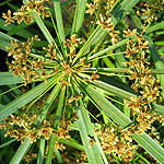 Cyperus alternifolius, Israel, Brown Flowers