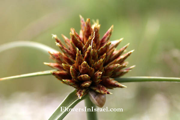 Flowers Israel, Cyperus conglomeratus,Cyperus macrorrhizus, גומא מגובב