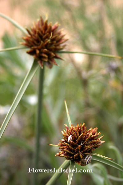 Native plants of Israel