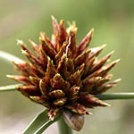 Cyperus conglomeratus, Israel, green wildflowers