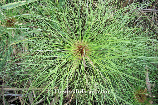 Native plants of Israel