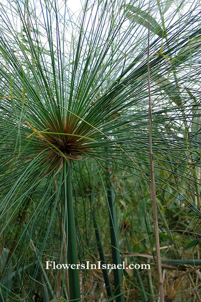 Papyrus Egyptians on Cyperus Papyrus  Nile Papyrus  Egyptian Paper Plant  Bulrush