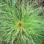 Cyperus papyrus, Fleurs sauvages, Wildblumen, Fiori, флоры, Flores Silvestres, زهور