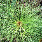 Cyperus papyrus, Israel, Brown Flowers