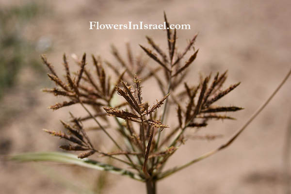 Flowers of Israel online