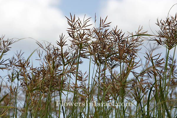 Israel, Flowers, Cyperus rotundus,Coco nut-grass, גמאיים ,גומא הפקעים,حشيشة السعيد
,Cyperaceae