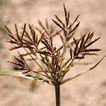 Cyperus rotundus, Israel, green wildflowers