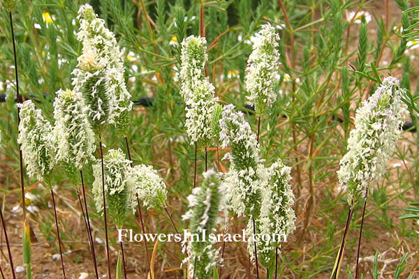 Dactylis glomerata, Orchard grass, Cock's-foot, صبورة الجبل, ציבורת ההרים