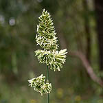 Dactylis glomerata, Israel, Send flowers online