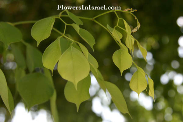 Dalbergia sissoo, Amerimnon sissoo, Shisham, Sheesham, Indian Rosewood, Bombay blackwood,סיסם הודי