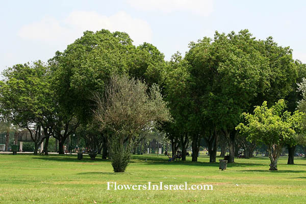 Dalbergia sissoo, Amerimnon sissoo, Shisham, Sheesham, Indian Rosewood, Bombay blackwood,סיסם הודי