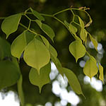Dalbergia sissoo, Israel, Send flowers online