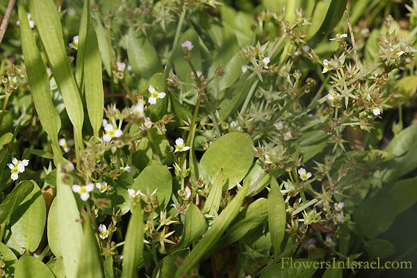 Damasonium alisma, Starfruit, Thrumwort, דמסון כוכבני