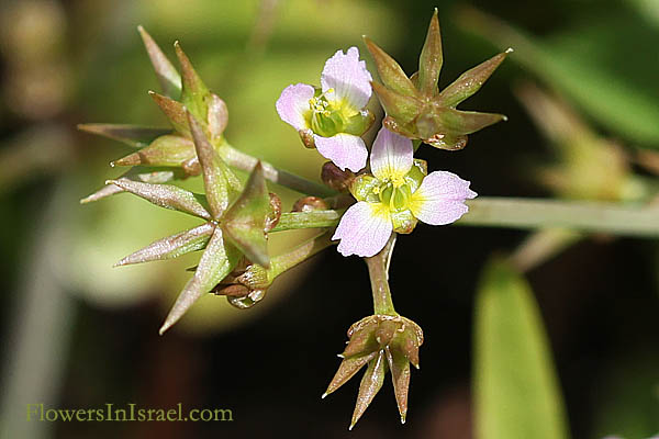 Damasonium alisma, Starfruit, Thrumwort, דמסון כוכבני