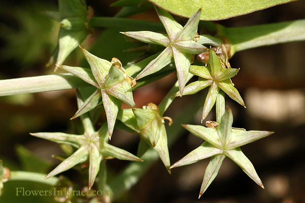 Damasonium alisma, Starfruit, Thrumwort, דמסון כוכבני