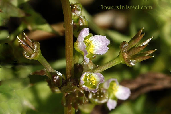 Flora of Israel online, Native plants, Palestine