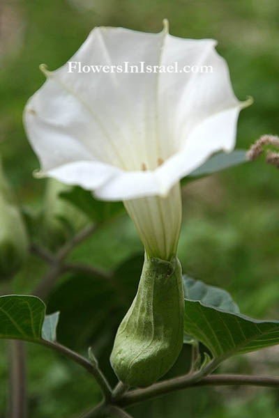 Flowers in Israel, send flowers online