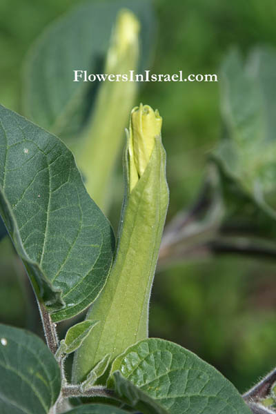 Datura innoxia, Datura meteloides, Datura metel, Downwards Thornapple, Angel's trumpet, Horn-of plenty, Desert thornapple, Sacred datura דטורה נטוית-פרי