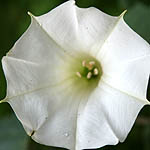 Datura innoxia, Wild Flowers, Israel, Flora