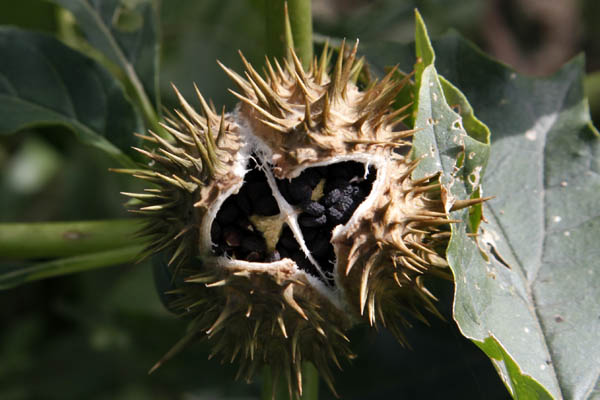 Datura stramonium, Datura inermis, Datura tatula, Jamestown Weed, Common Thornapple, Jimson Weed, Jimsonweed, Mad Apple, Moonflower, Stinkwort, Thornapple,דטורה זקופת-פרי 