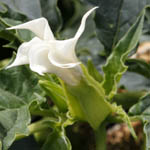 Datura stramonium, Wild Flowers, Israel, Flora