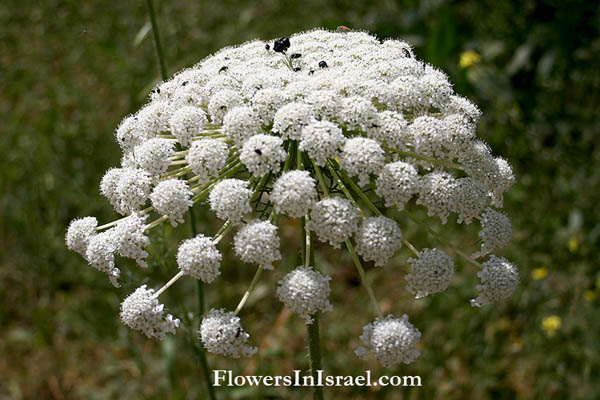 Flora en Israel, send flowers online