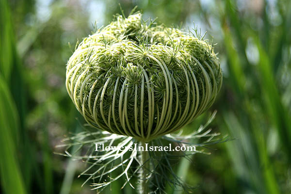 Daucus carota, Daucus maxima, Wild carrot, Bird's nest, Bishop's lace, Queen Anne's lace, גזר קיפח