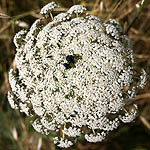 Daucus carota, Flora, Israel, wild flowers