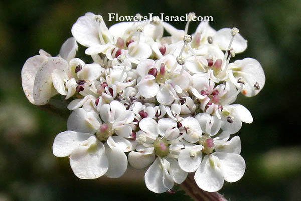 Flora en Israel, send flowers online