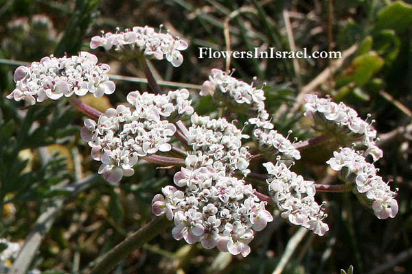 Daucus glaber, Daucus litoralis, Coastal carrot,גזר החוף,Umbelliferae, Apiaceae, סוככיים