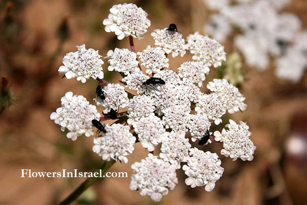 Daucus glaber, Daucus litoralis, Coastal carrot,גזר החוף,Umbelliferae, Apiaceae, סוככיים