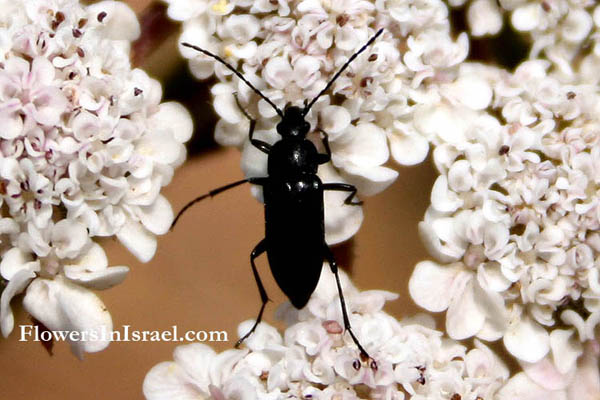 Flowers in Israel online