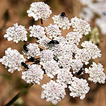 Daucus glaber, Israel, Send flowers online